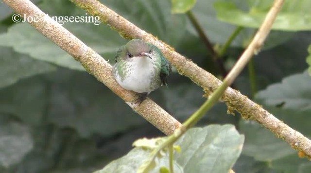 Vervain Hummingbird - ML200778811