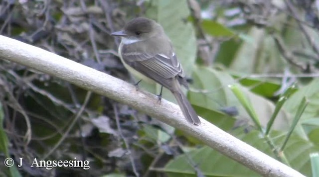 Sad Flycatcher - ML200778821