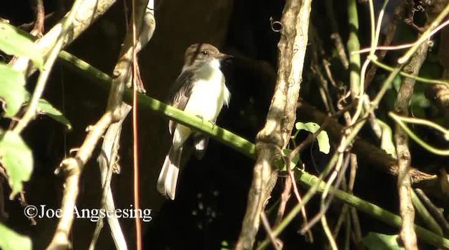 Sad Flycatcher - ML200778831