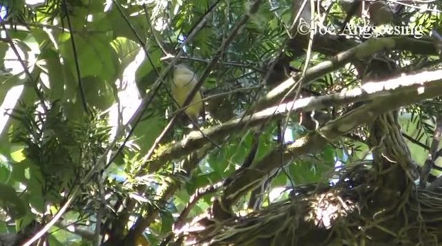 ブルーマウンテンモズモドキ - ML200778921