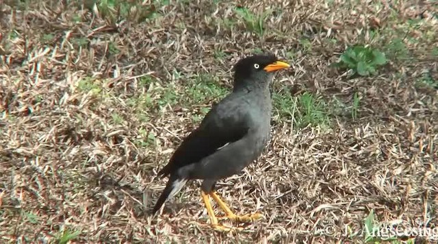 Javan Myna - ML200778931