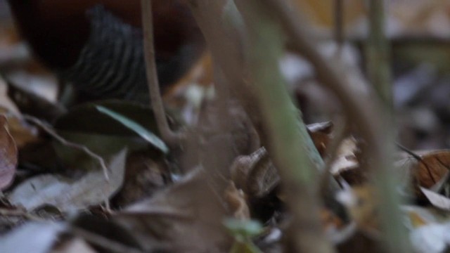 Andaman Crake - ML200779011