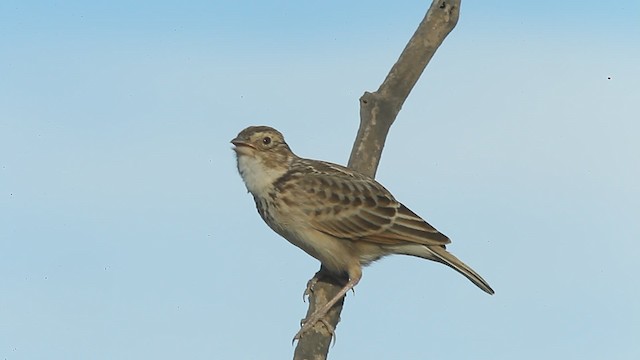 Singing Bushlark (Singing) - ML200779021