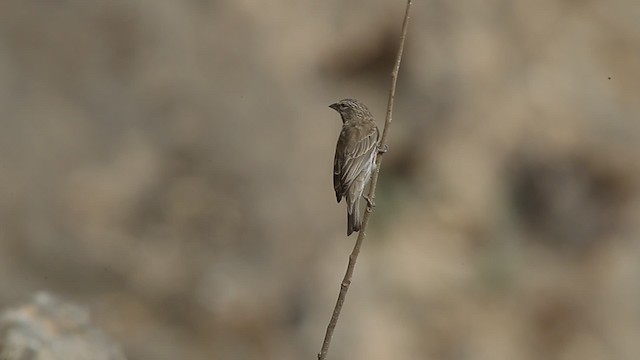 Йеменский канареечник - ML200779041