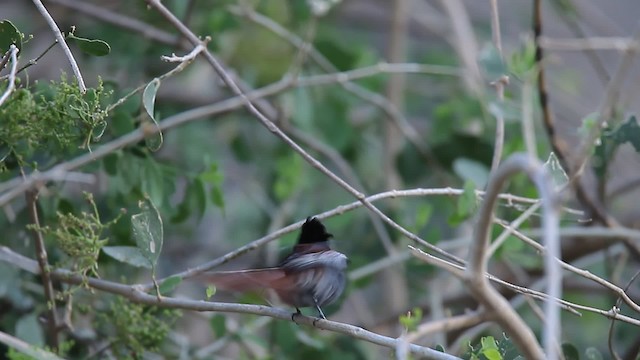 African Paradise-Flycatcher - ML200779051