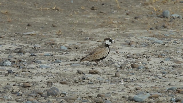 Black-crowned Sparrow-Lark - ML200779061