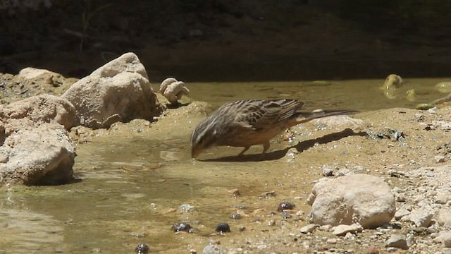 גיבתון קינמון - ML200779071