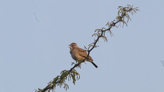 Indian Bushlark - ML200779081