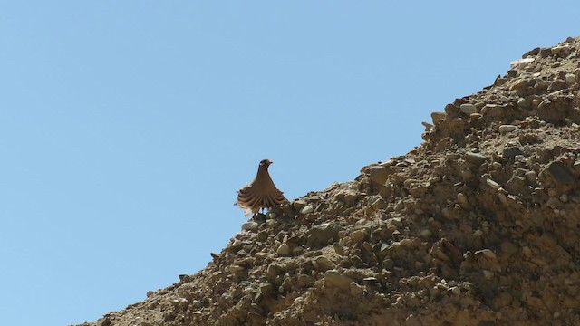 Arabienwüstenhuhn - ML200779131