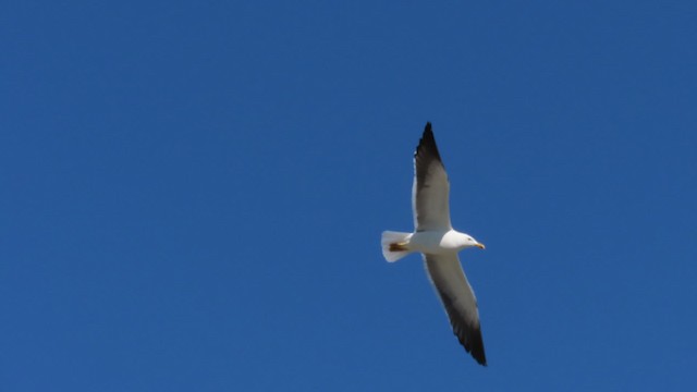Lesser Black-backed Gull (fuscus) - ML200779411
