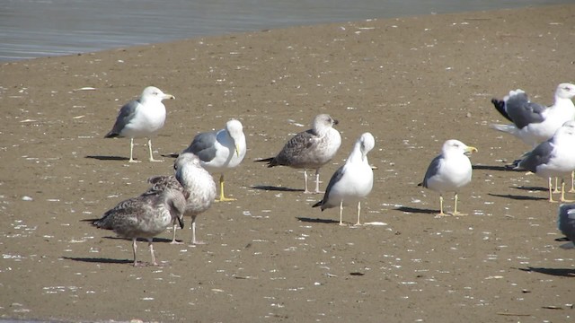 Yellow-legged Gull (atlantis) - ML200779801