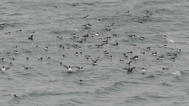 Common Murre - ML200779891