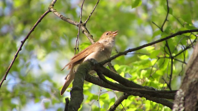 Thrush Nightingale - ML200779911