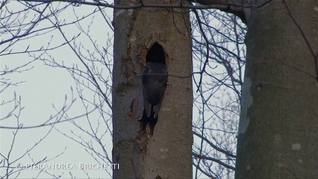 Black Woodpecker - ML200779961