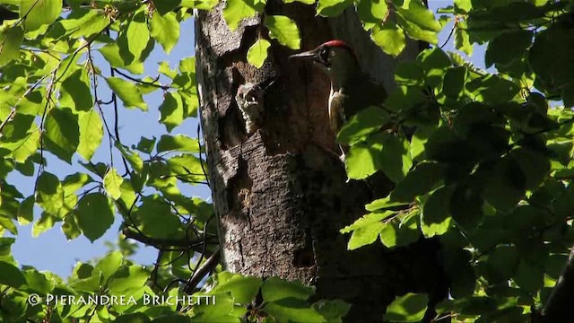 Eurasian Green Woodpecker (Eurasian) - ML200779981