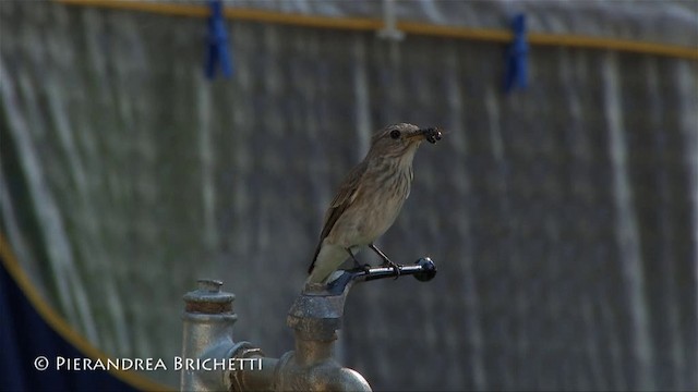 gråfluesnapper (striata gr.) - ML200779991