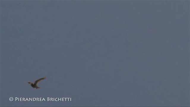 Eurasian Skylark - ML200780001