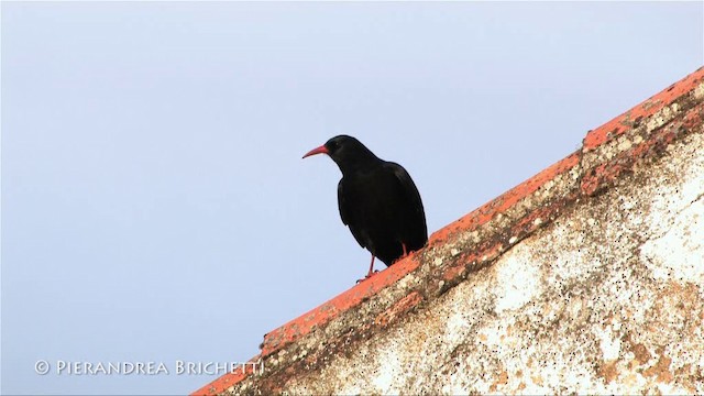 Kırmızı Gagalı Dağ Kargası [pyrrhocorax grubu] - ML200780091