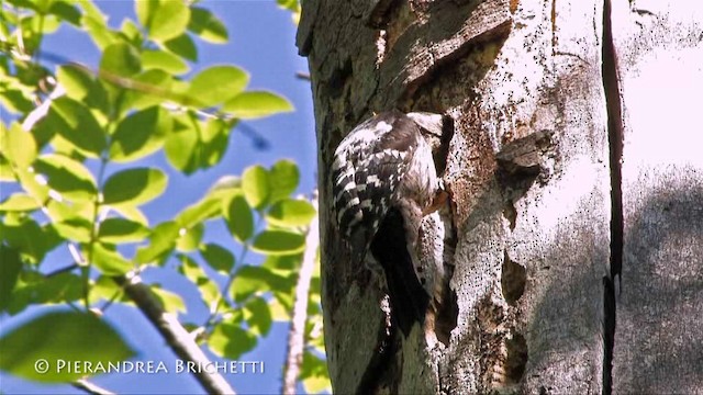 Lesser Spotted Woodpecker - ML200780131