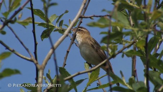 Sedge Warbler - ML200780181