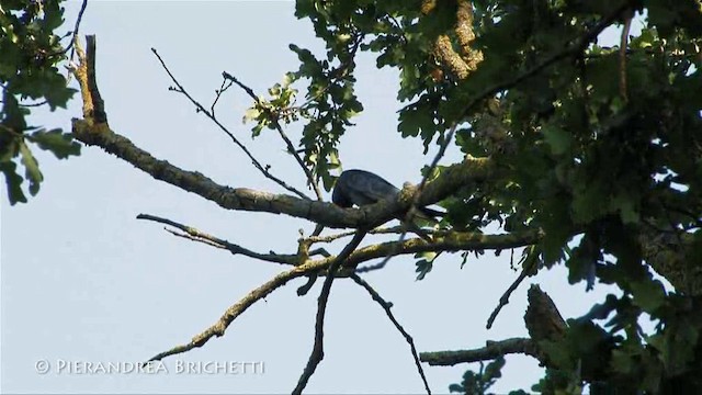 Red-footed Falcon - ML200780221