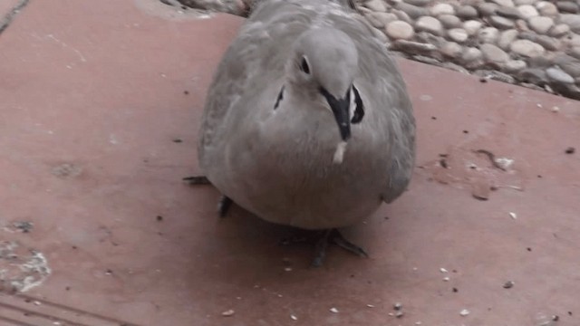 African Collared-Dove - ML200780711