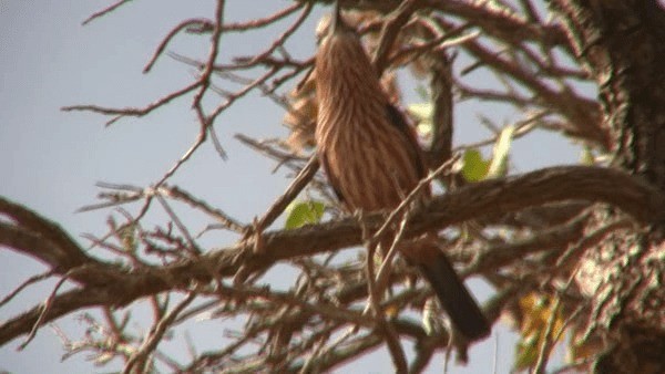 Rufous-crowned Roller - ML200780901