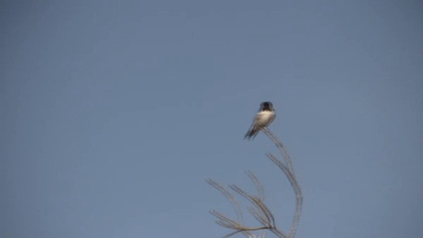 Red-chested Swallow - ML200780961