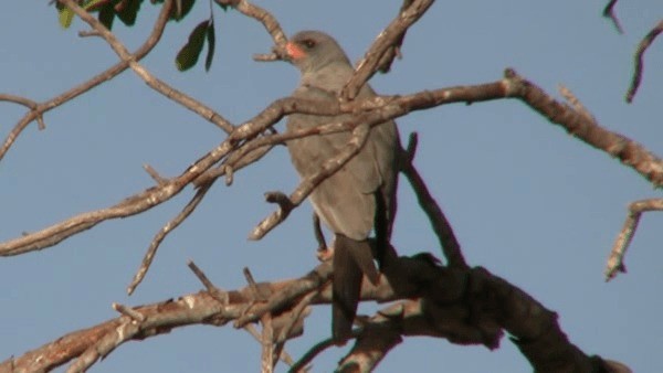 Dark Chanting-Goshawk - ML200781011