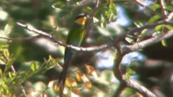 Swallow-tailed Bee-eater - ML200781031