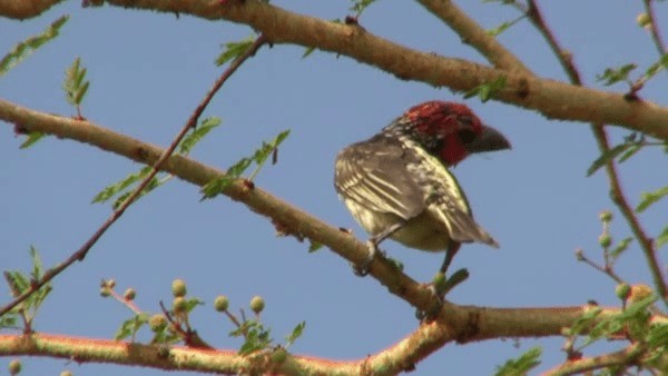 Vieillot's Barbet - ML200781051