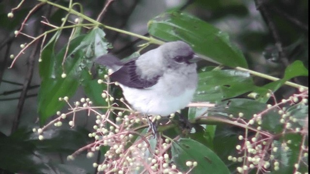 Plain-colored Tanager - ML200781091