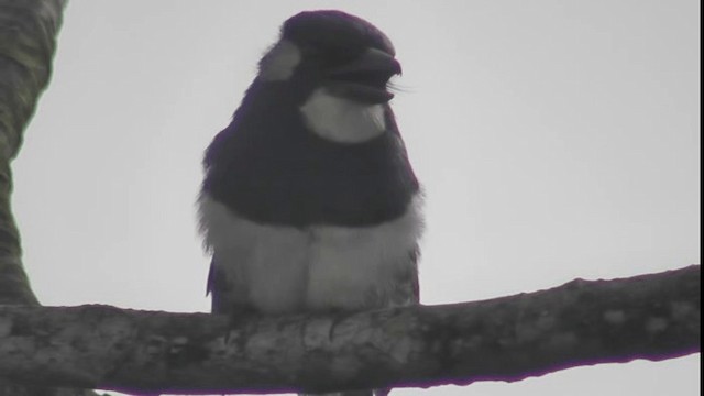 Black-breasted Puffbird - ML200781221