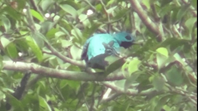 Cotinga bleu - ML200781231