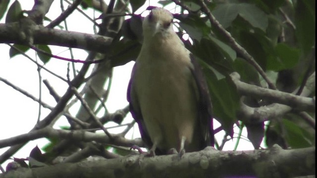 Yellow-headed Caracara - ML200781281