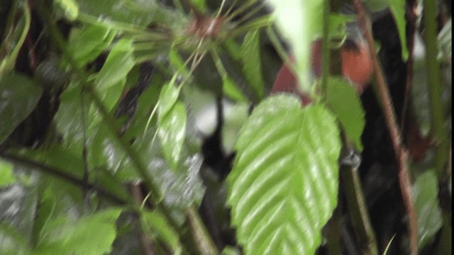 Troglodyte à calotte noire - ML200781331