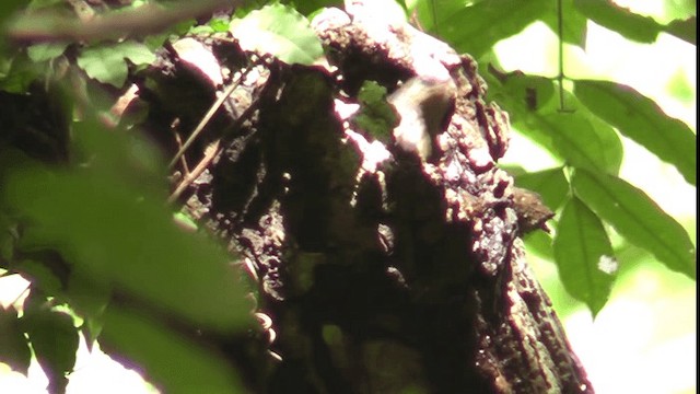 Cocoa Woodcreeper - ML200781381