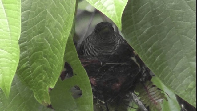 Fasciated Antshrike - ML200781521