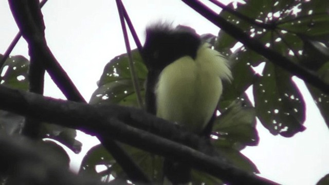 Black-chested Jay - ML200781571