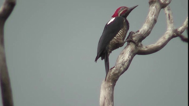 Lineated Woodpecker (Lineated) - ML200781621