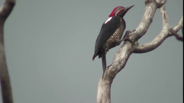 datel proužkovaný [skupina lineatus] - ML200781621