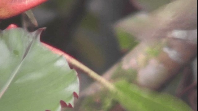 Olive-striped Flycatcher - ML200781651