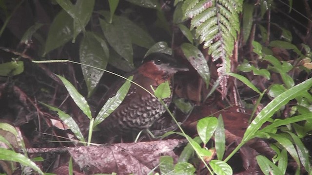 Black-crowned Antpitta - ML200781701