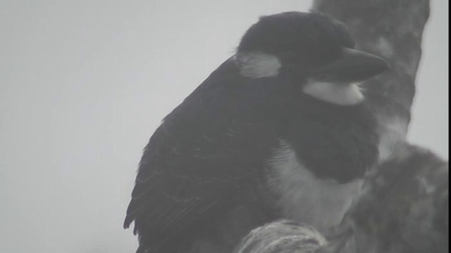 Black-breasted Puffbird - ML200781731