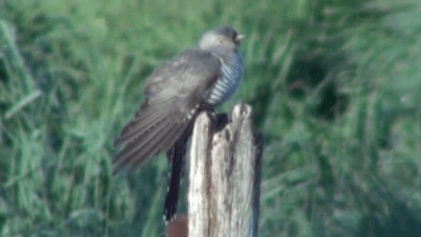 Common Cuckoo - ML200781861