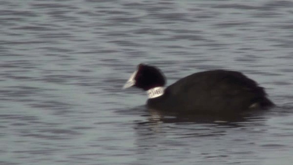 Red-knobbed Coot - ML200781871