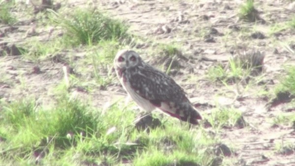 Short-eared Owl - ML200781921