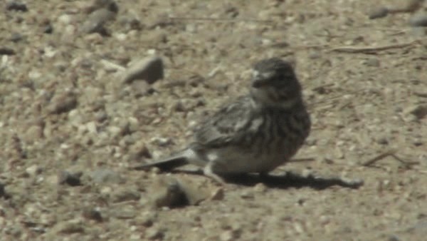 Mediterranean Short-toed Lark - ML200782041