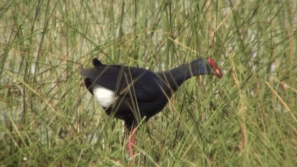 Western Swamphen - ML200782071