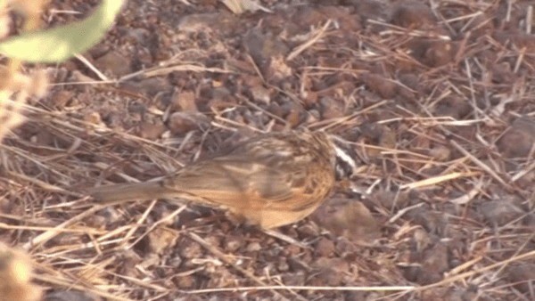 Gosling's Bunting - ML200782281